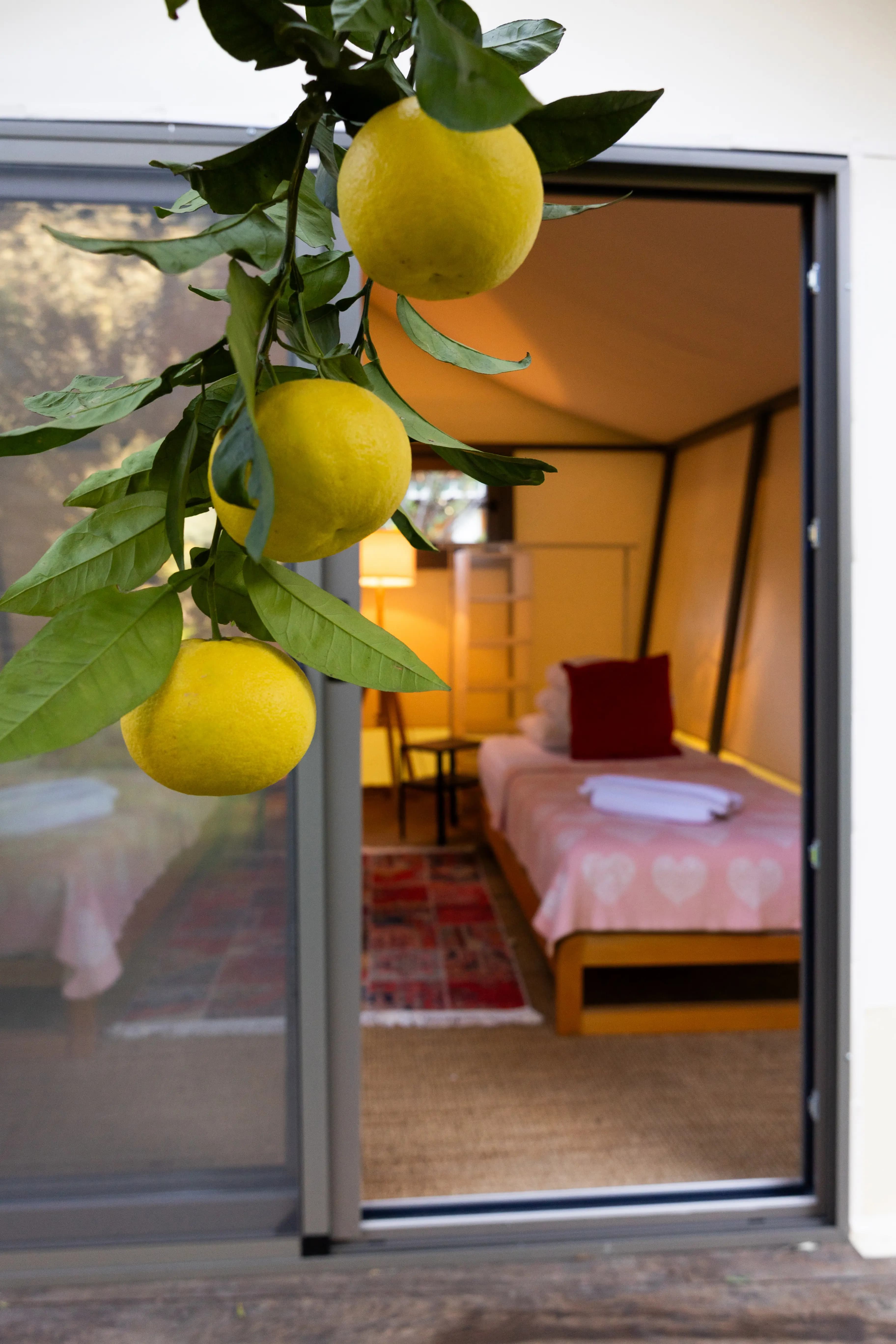 View into a glamping tent at Çeşmeköy through the sliding door, with a lemon branch overhead